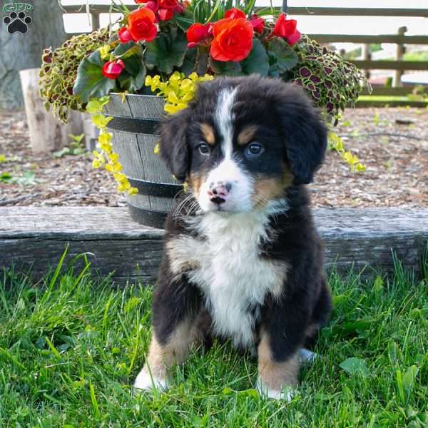 Mac, Bernese Mountain Dog Puppy